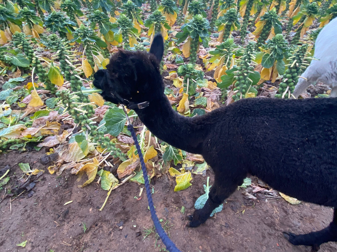 John Muir Alpacas-Dunbar必去景点