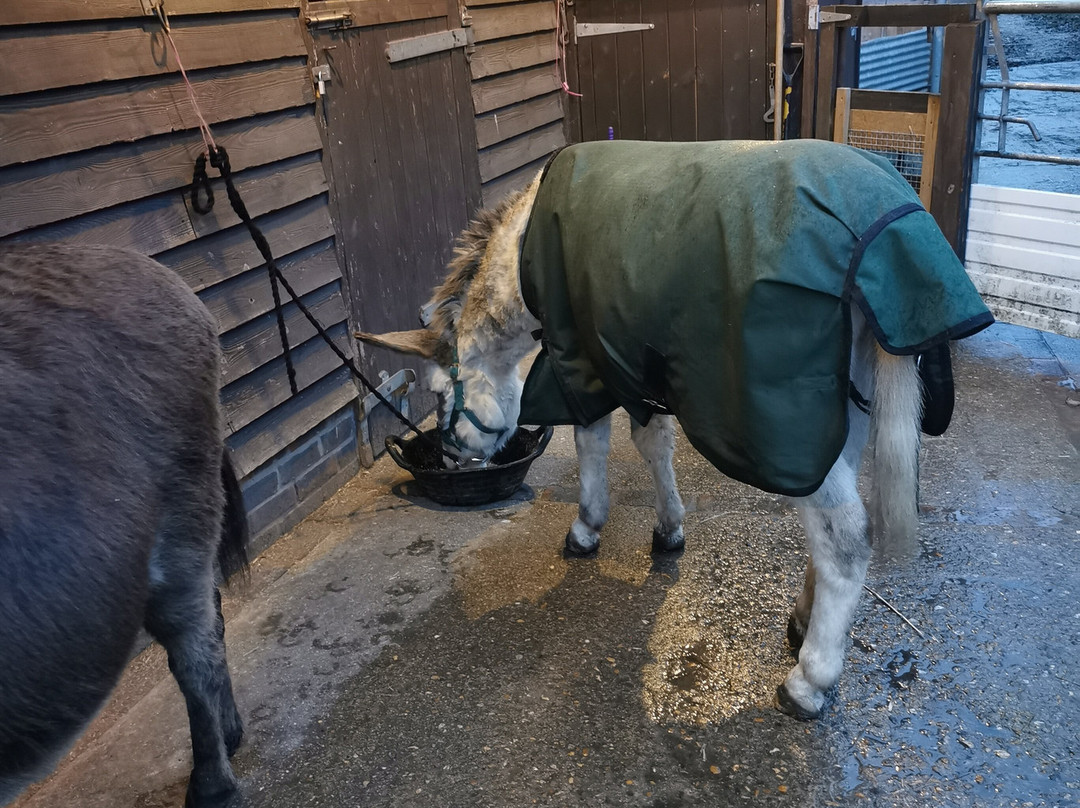 Brockenhurst Donkey Walks-Brockenhurst必去景点