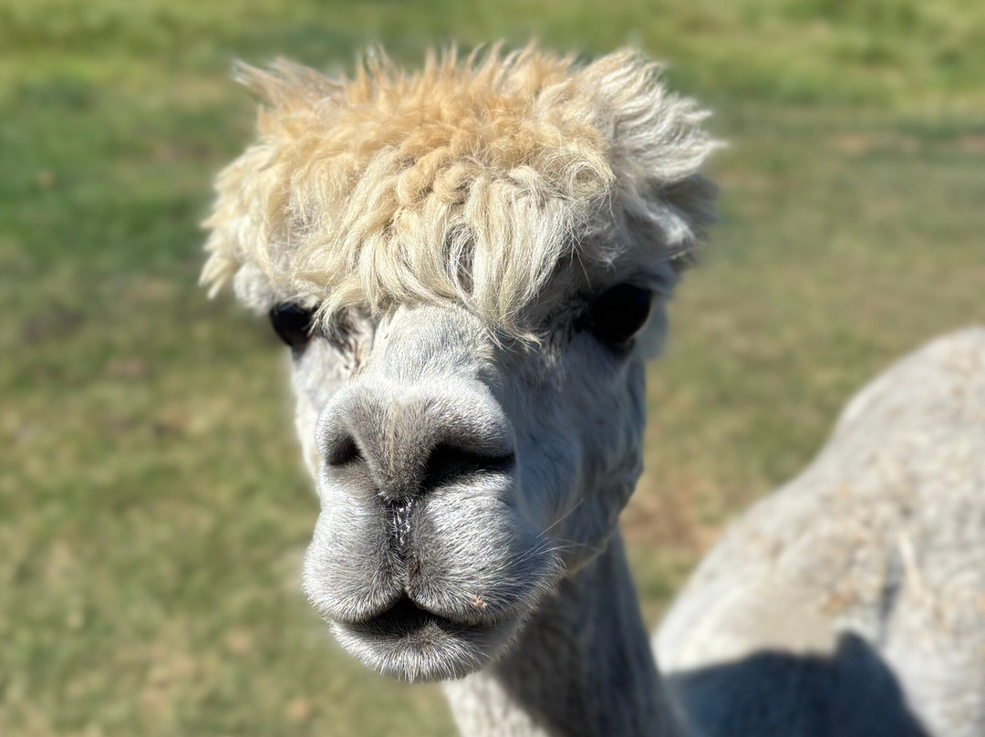 Splitters Farm-邦德堡必去景点