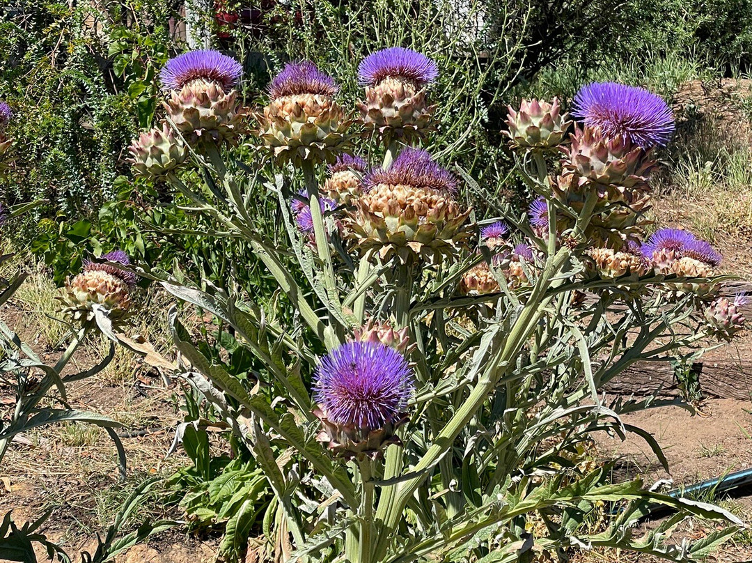 Coriole Winery-麦克拉伦谷必去景点