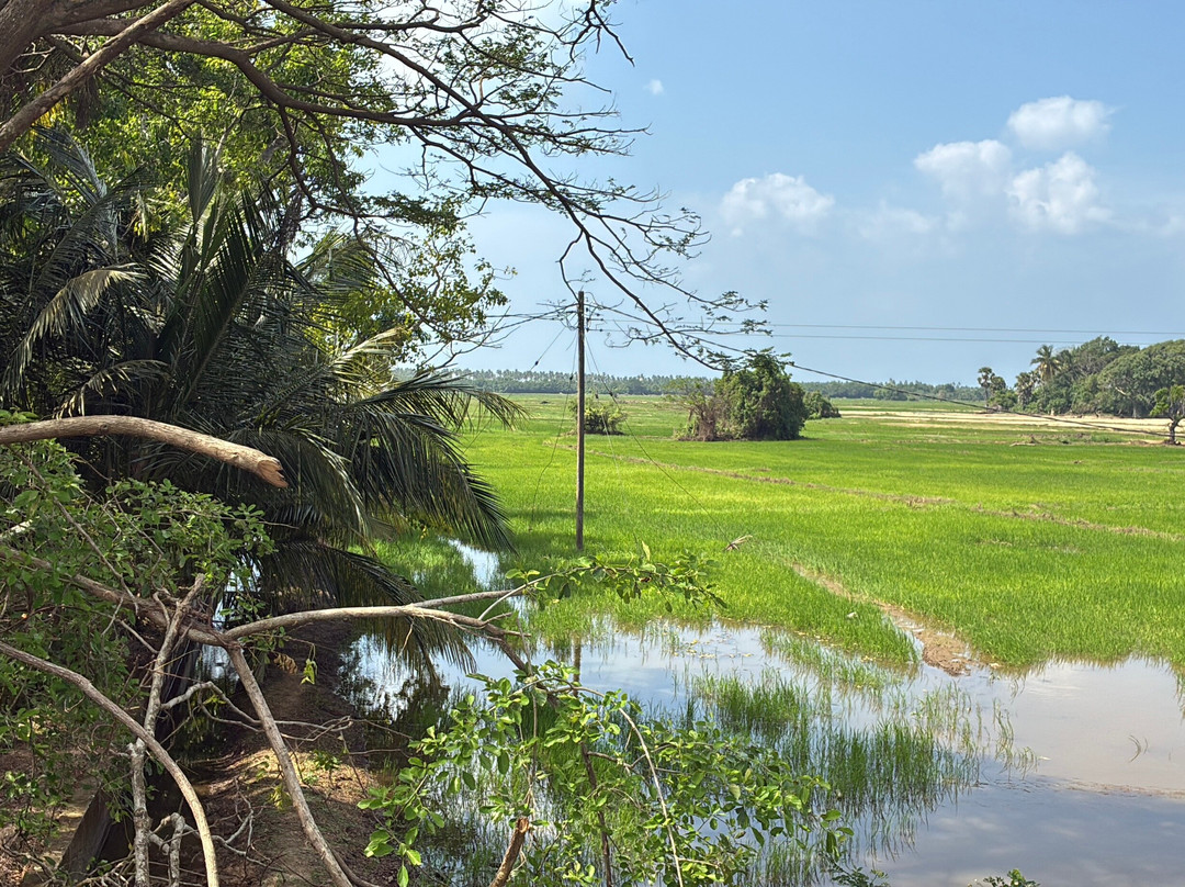 Kingfisher Ceylon tours-尼甘布必去景点