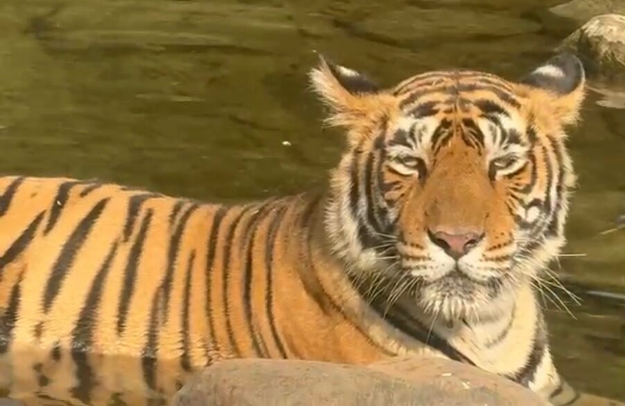 The Tiger Tours-瑟瓦伊马托布尔必去景点