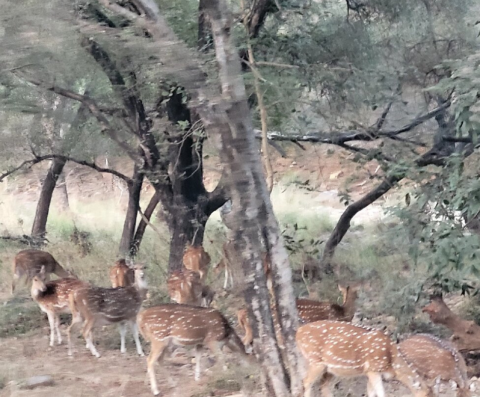 Ranthambore National Park-Ranthambore National Park必去景点