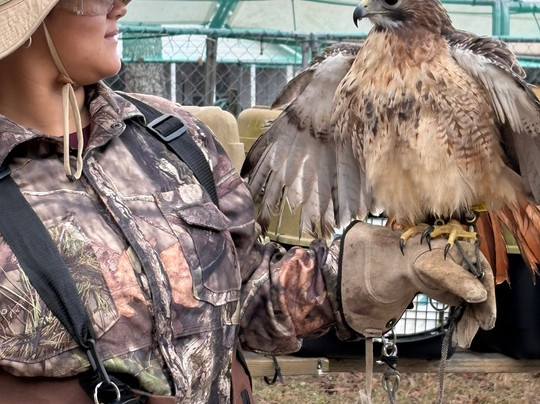 International Falconry Academy-Live Oak必去景点