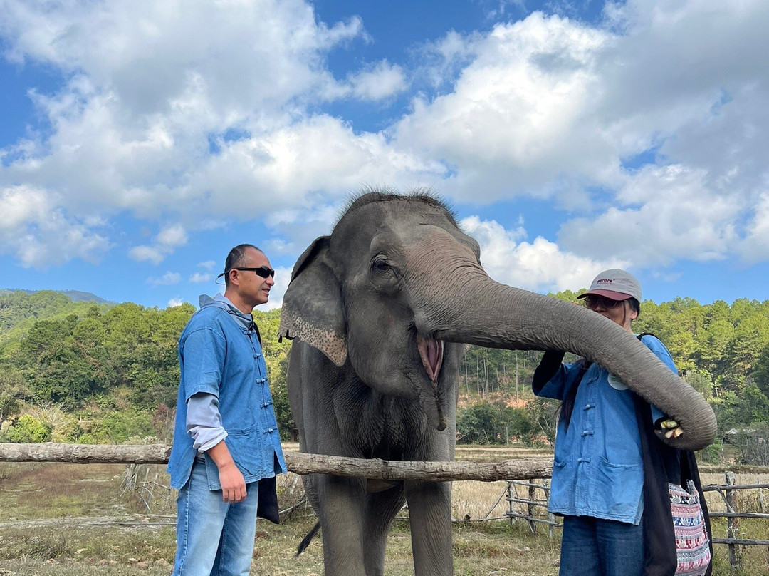 Living Green Elephant Sanctuary-清迈必去景点