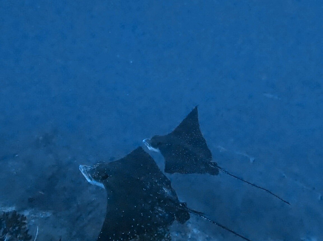 Euro-Divers Dhigali-Meedhoo必去景点