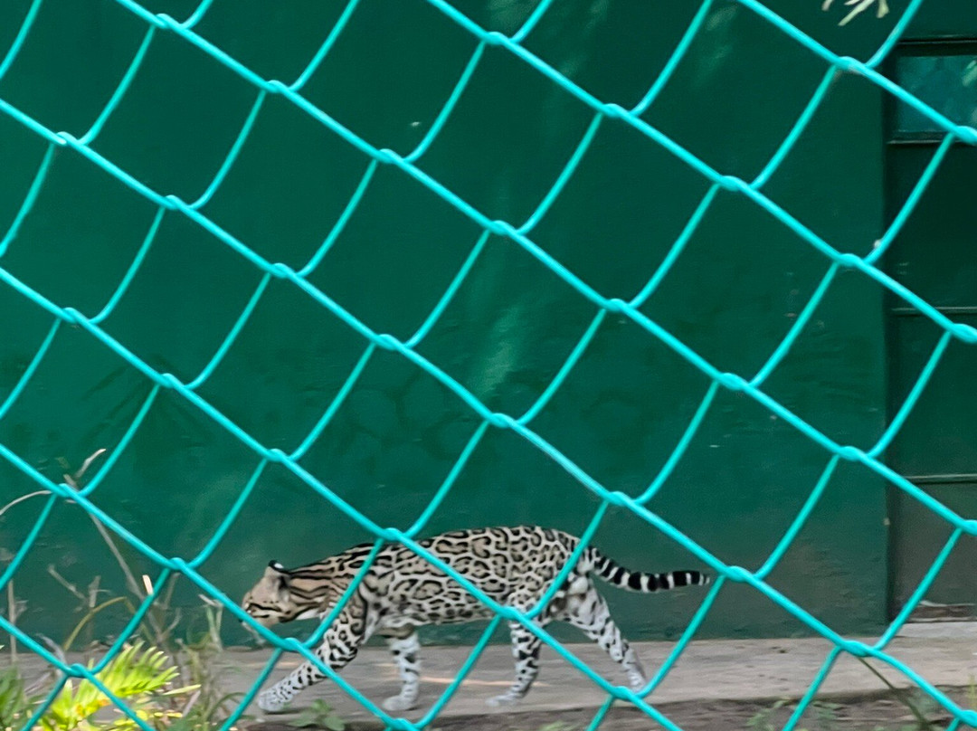 拉文塔博物馆公园-Villahermosa必去景点