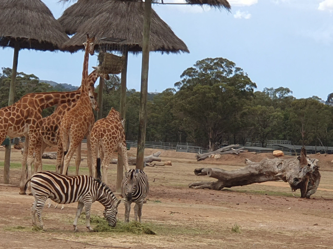 Taronga Western Plains Zoo-达博必去景点
