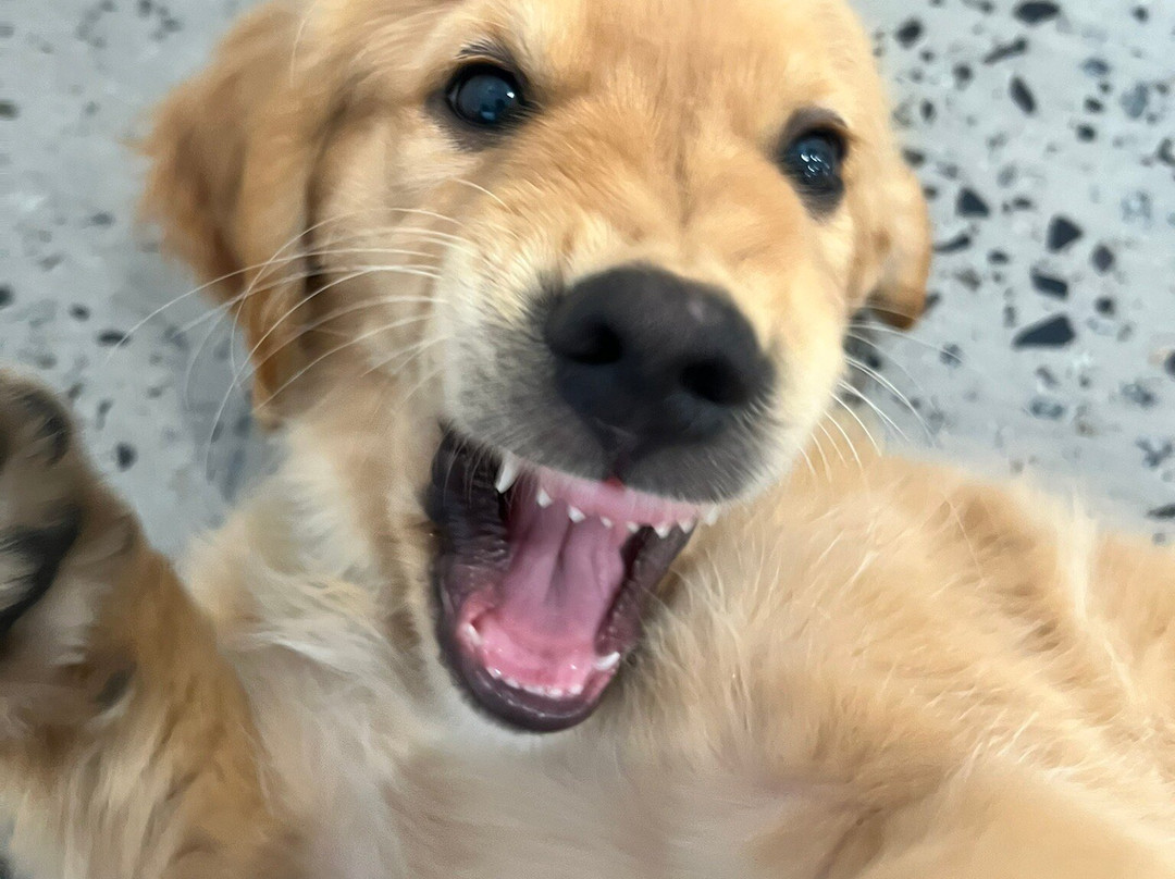 汉密尔顿岛野生动物世界-汉密尔顿岛必去景点