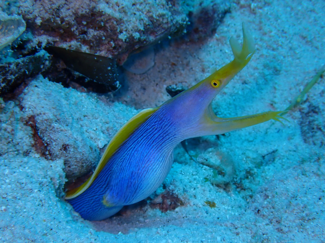 Dodo Divers Mauritius-卡罗迪勒必去景点