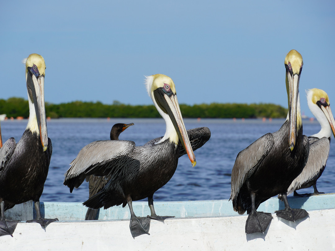 Río Lagartos Experience By Jorge N-里奥拉加托斯必去景点