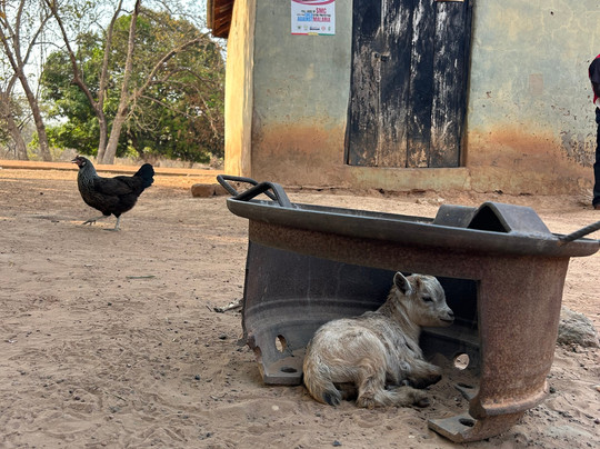 Larabanga free walking tour-Larabanga必去景点