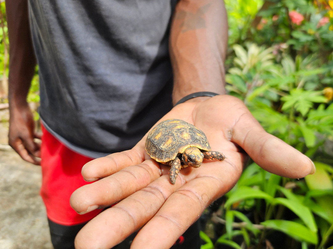Palm Tree Gardens Botanical Garden-Saint David's必去景点