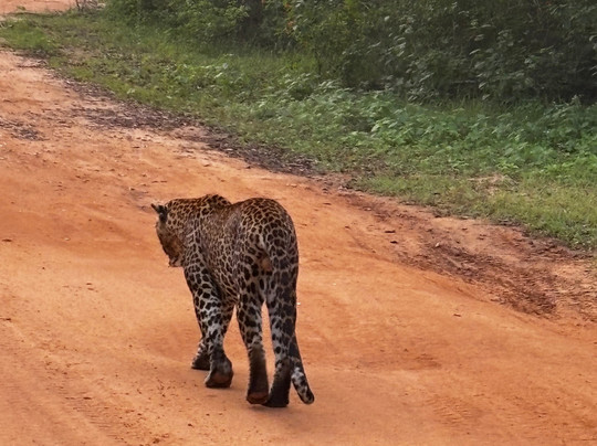Roshan Safari-蒂瑟默哈拉默必去景点