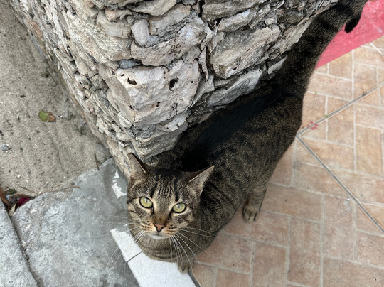 Dolphin House Museum-Alice Town必去景点