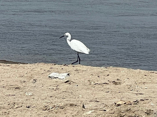 Flamingo lagoon-华维斯湾必去景点