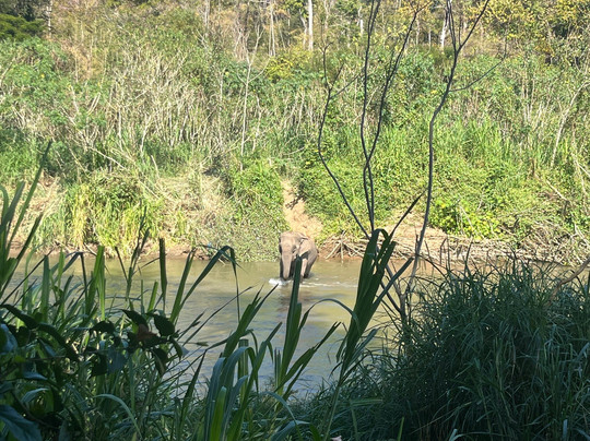 生态森林大象保护区-拜县必去景点