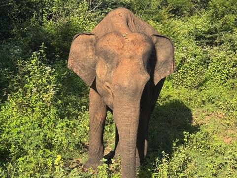 Sri Lanka Jason’s Private Drivers-科伦坡必去景点