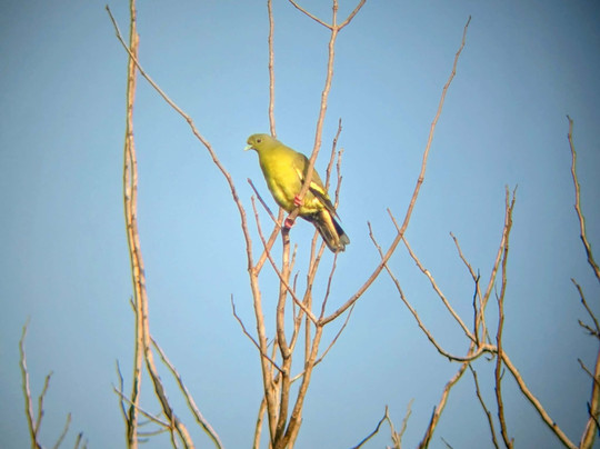 Udawalawe Lahiru Safari Guide Tours-乌达瓦拉维国家公园必去景点