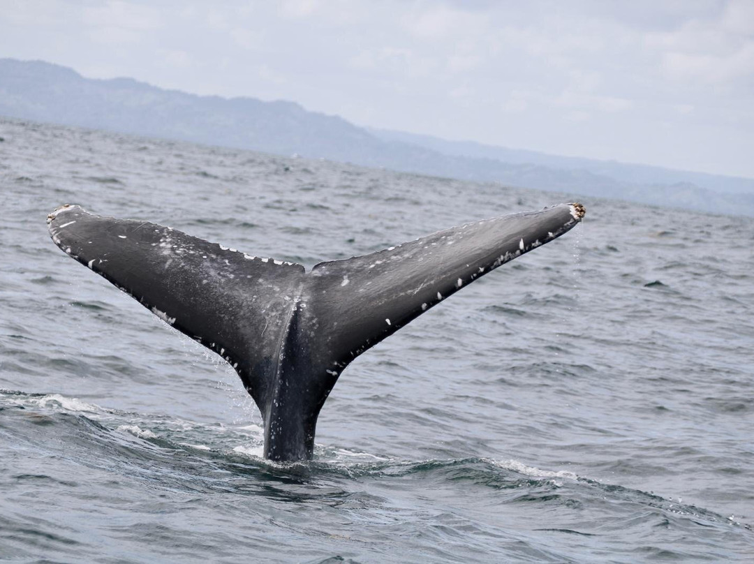 AligaTours-普拉塔港必去景点