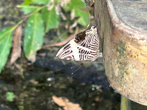 Royal Butterflies-哈科必去景点