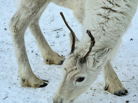 Angeli Reindeer Farm-伊纳里必去景点