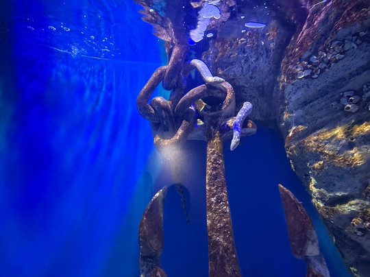 AquaRio-里约热内卢必去景点