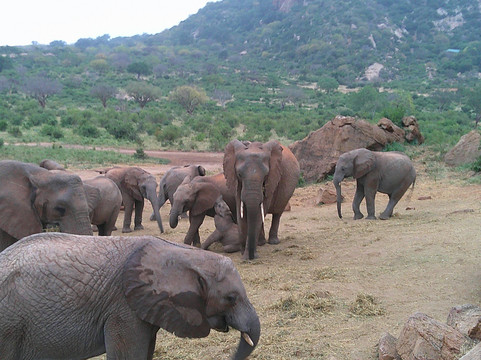 Capture Africa Tours-内罗毕必去景点
