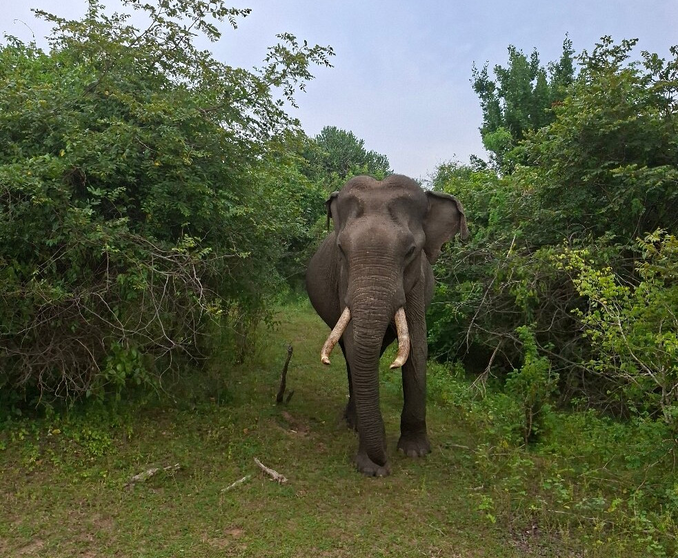 Yala Dreams Wild Safari Tours Sri Lanka-蒂瑟默哈拉默必去景点