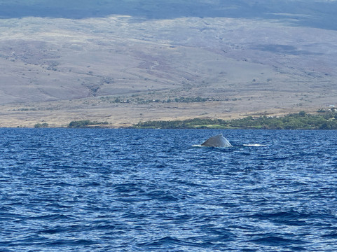 Adventure X Boat Tours-卡慕也拉必去景点