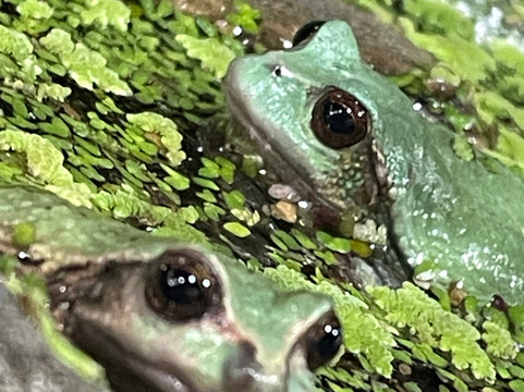 Wikiri Sapoparque-基多必去景点
