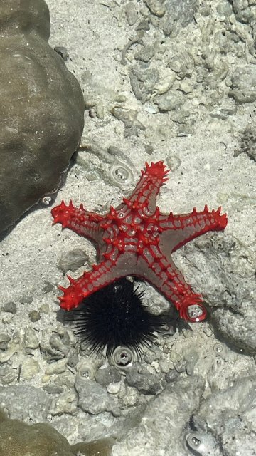 海洋精品酒店-官方