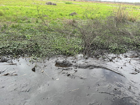 Ragin Cajun Airboat Tours-新奥尔良必去景点