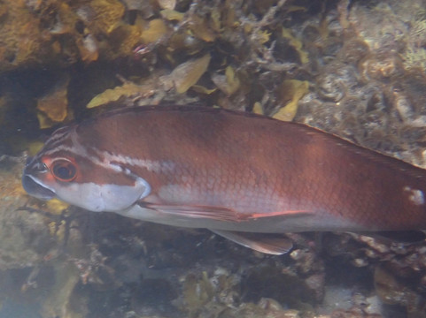 Australia's Coastal Wilderness Adventures-赫斯基森必去景点