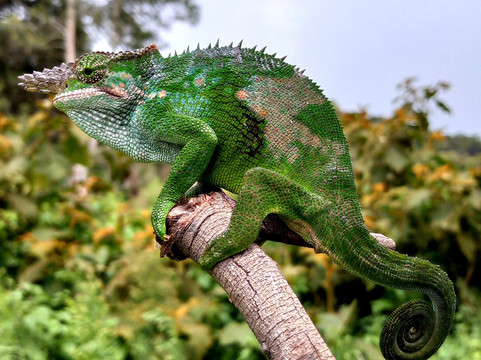 Usambara  Adventures-卢绍托必去景点