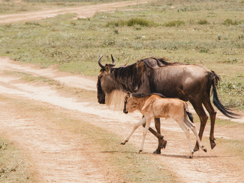 Great Escape Trails-莫西必去景点