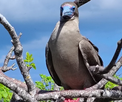 Fragata Yacht-Baltra必去景点