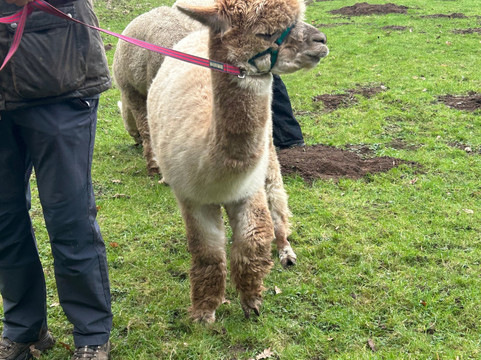 Alpaca Alpaca At Leven Valley-Yarm必去景点