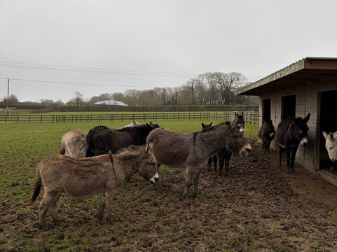 怀特岛毛驴之家-文特诺必去景点