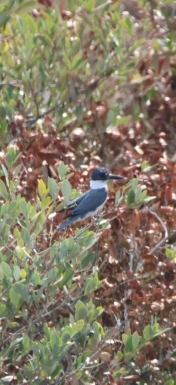 Merritt Island National Wildlife Refuge-Merritt Island必去景点