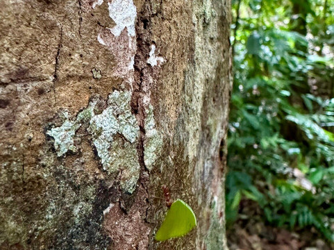 Osa Canopy Tour-鲸城必去景点