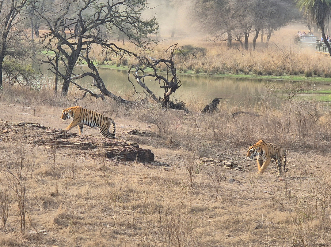 Ranthambore Tiger Safari-瑟瓦伊马托布尔必去景点