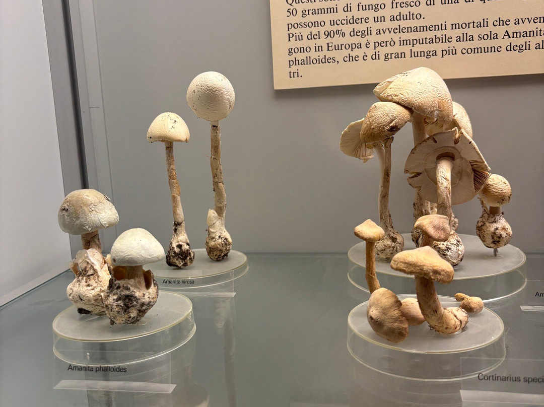 Museo Cantonale di Storia Naturale-卢加诺必去景点