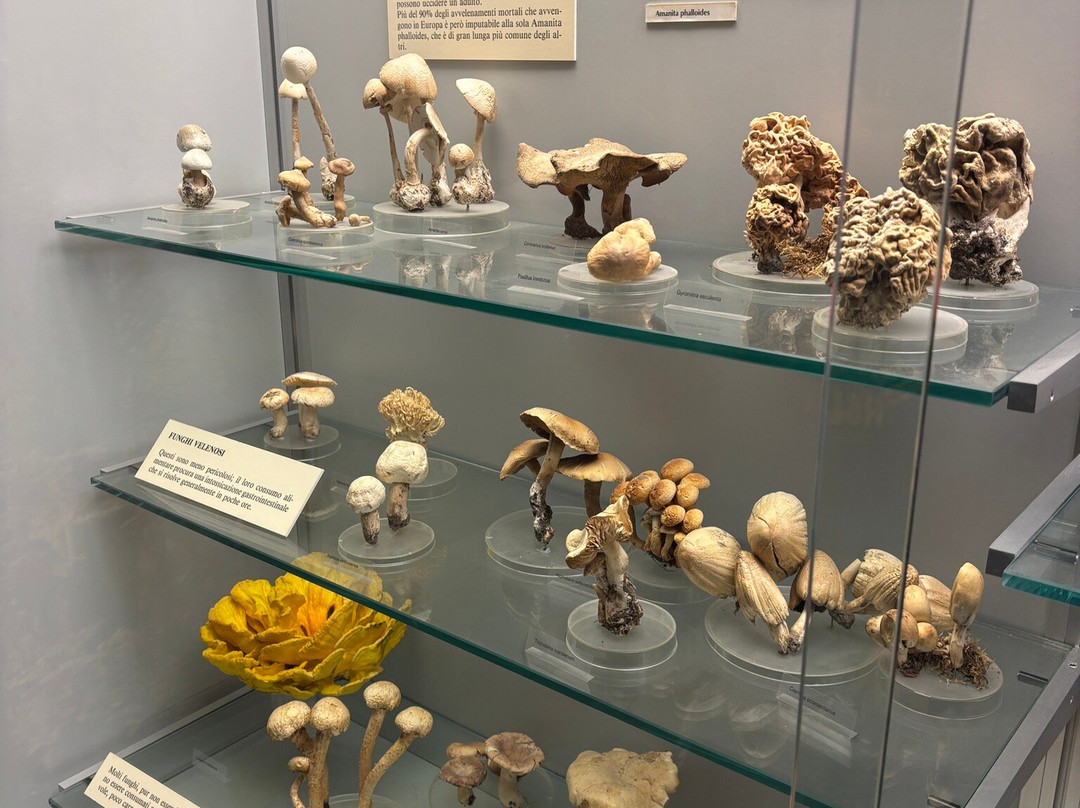 Museo Cantonale di Storia Naturale-卢加诺必去景点