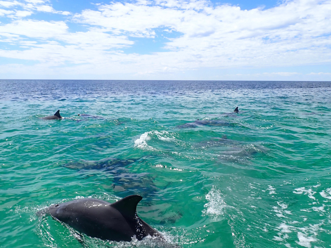 Kangaroo Island Marine Adventures-金斯科特必去景点