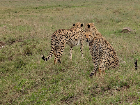 Serengeti Wakanda Tours & Safaris-阿鲁沙必去景点