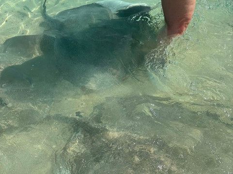 Meridis Dive and Water Sports at Cocogiri-Vashugiri必去景点