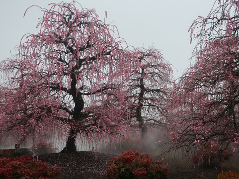 Suzuka Forest Garden-铃鹿市必去景点