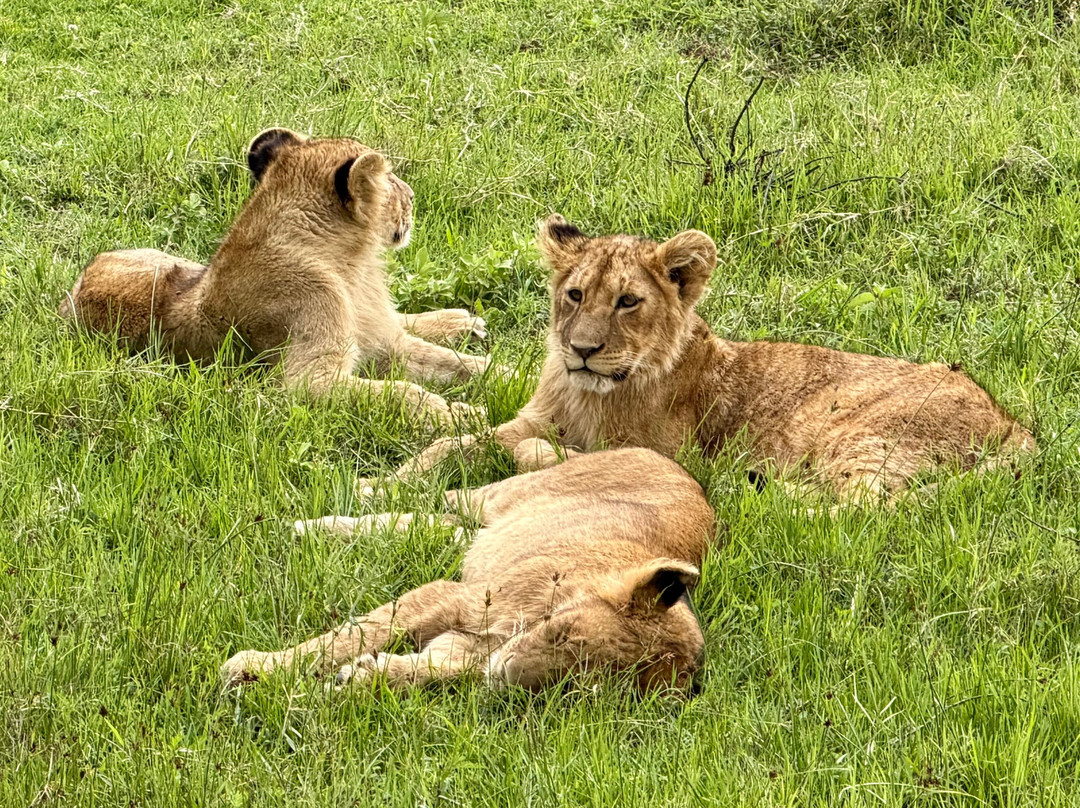 Carnivores Safaris Limited-阿鲁沙必去景点