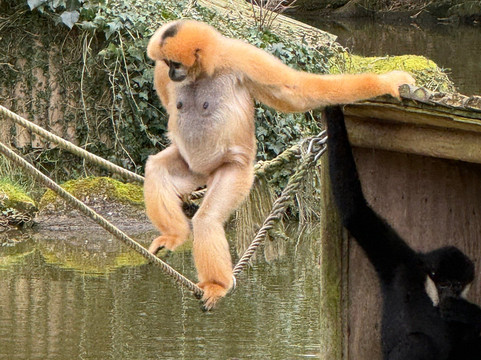 Parc Animalier et Botanique de Branféré-Le Guerno必去景点